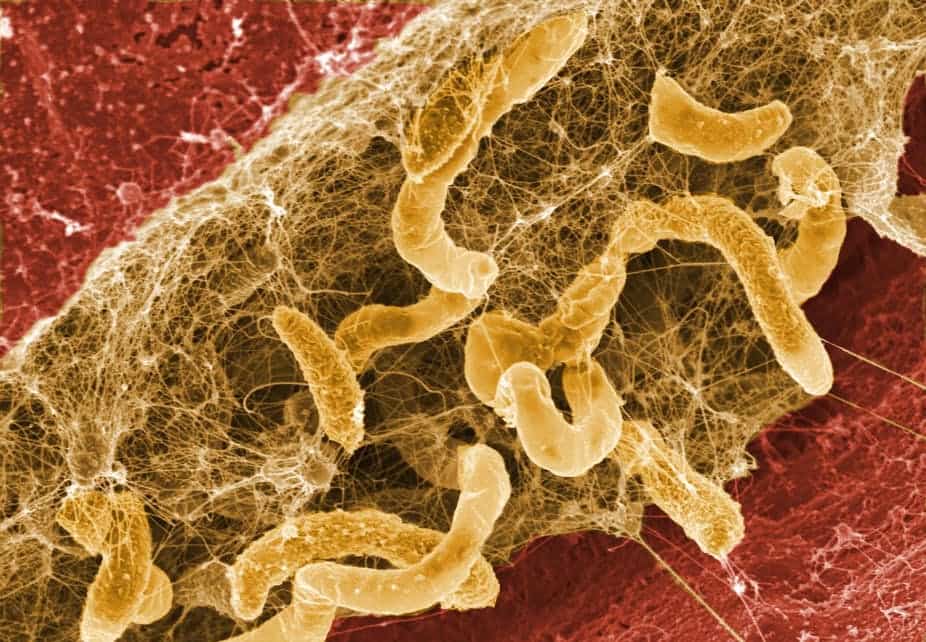 biological tube fouling